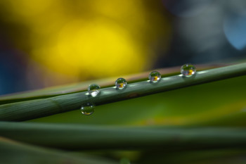 &nbsp; / De la serie macro y las gotas.