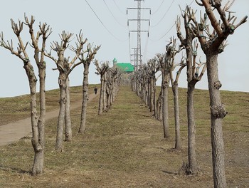 Аллея / Аллея