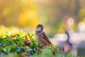 &nbsp; / Fotografía entre la sombra y la luz.