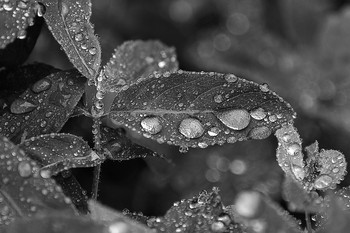Капли / Капли дождя на листьях жимолости