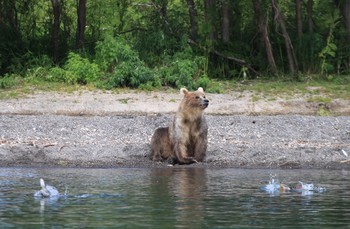 Ловись, рыбка, большая и маленькая… / Камчатка, Курильское озеро