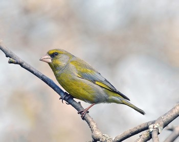 &nbsp; / осень, птицы