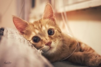  / Ginger cat caught with Nikon D5600 and Yongnuo 35mm f2