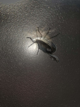 &nbsp; / Verzerrte Wahrnehmung