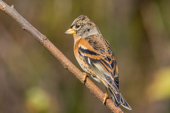 Вьюрок. / Вьюрок, или юрок (лат. Fringilla montifringilla) — вид певчих птиц из семейства вьюрковых.