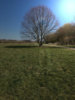  / Baum, Erscheinung, Sonne