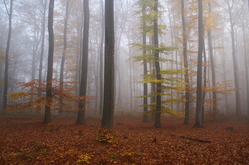 Макияж для осени . / Осенний лесной пейзаж .