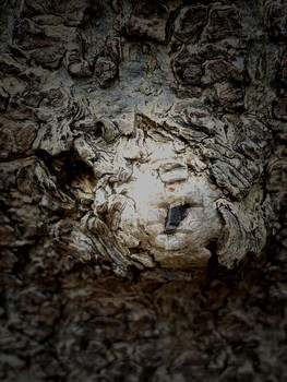 &nbsp; / Im Universum des Waldes