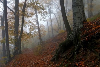 Тропы осенние.......... / Железноводск. Октябрь
