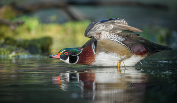 Wood duck (male) / ~Каролинская утка ~ Древесная утка~ (самец)