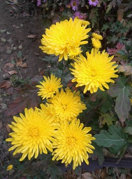 Желтые хризантемы / в пасмурный день