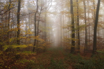 Когда листья меняют цвет... / Осенняя погода в лесу . Утренний пейзаж .