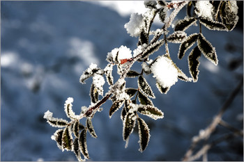 Snowy tale.. / Природа и животные