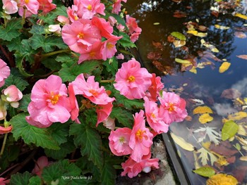 Бегония / Loki Schmidt Garten Hamburg. Herbst 2020

https://www.youtube.com/watch?v=IMdWgQNK_Ts

Loki Schmidt Garten Hamburg. Herbst:

https://www.youtube.com/watch?v=7FteDQbgcSo

Rosengarten. Planten un Blomen Hamburg:

https://www.youtube.com/watch?v=tKJmmXxh-1U&amp;t=8s

Слайд-шоу &quot;Парк цветов летом&quot;

https://www.youtube.com/watch?v=glVWjqRqZr0

Слайд-шоу &quot;Парк цветов весной&quot;

https://www.youtube.com/watch?v=kJVKlWcQxCg

Слайд-шоу &quot;Парк цветов осенью&quot;

https://www.youtube.com/watch?v=_Q7gRXGUa5A

Слайд-шоу &quot;Розы&quot;

https://www.youtube.com/watch?v=2jSTxDgGqsI

Слайд-шоу &quot;Цветы&quot;

https://www.youtube.com/watch?v=JYadETNgWMY

Stadtpark Hamburg:

https://www.youtube.com/watch?v=FKUA4kQdSRU&amp;list=PLVht4TW8GcgOArWo10z1fZHSIj_pXqy9m&amp;index=20

Wilhelmsburger Inselpark Hamburg

https://www.youtube.com/watch?v=dNOCQPn2sZA

Dahliengarten Hamburg

https://www.youtube.com/watch?v=YIZZSauDE3w