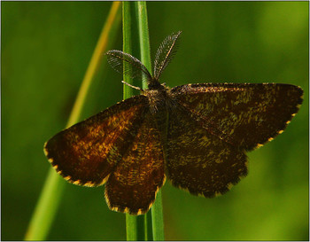 Пяденица. / Пяденицы - семейство бабочек, второе по численности среди чешуекрылых, включает около 15 тыс. видов.