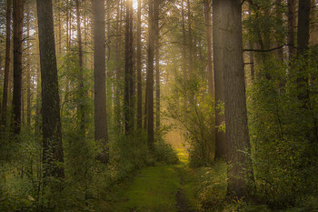 &nbsp; / Утро в лесу