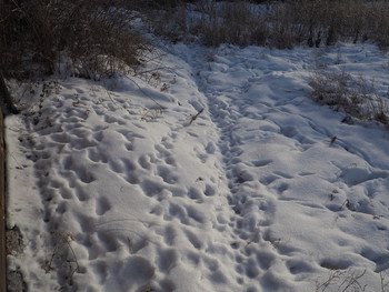 следы на снегу / зима снега мало