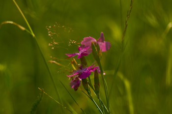 &nbsp; / Рязанская область