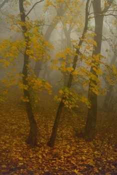 Осеннее утро / Ставропольский лес