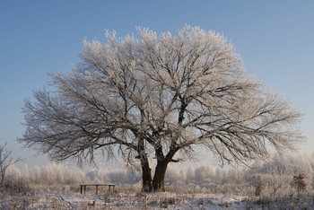 Зима / зима,дерево,мороз