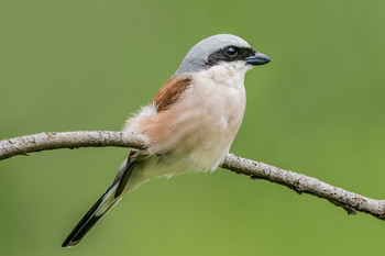 Жулан сорокопут. / Жулан обыкновенный, или сорокопут-жулан (лат. Lanius collurio) — плотоядная птица из отряда воробьинообразных семейства сорокопутовых. Длина тела составляет 16—18 см, размах крыльев — 28—31 см, длина крыла — 93 мм, масса тела — 28 г.