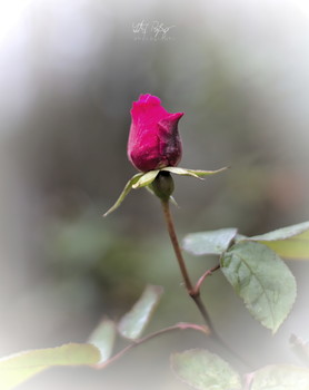 &nbsp; / Eine Rosenblüte im Dezember.