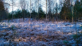 закат и иней / ...