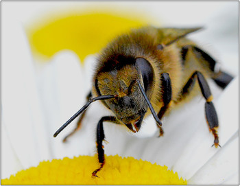 Ромашки. / Глядя на эту пчелу, понимаешь, что не все насекомые в восторге от внимания фотографа.