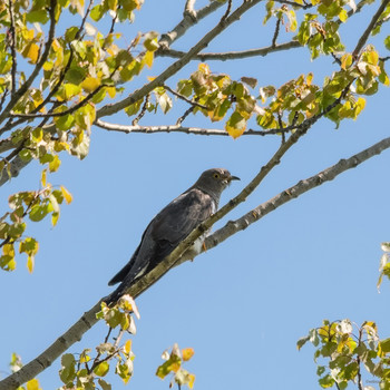 &nbsp; / Кукушка обыкновенная ( Cuculus canorus) самка