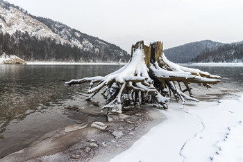 "Осьминоги" на пляже Бирюсы / Срубленные нЕкогда деревья на берегу Бирюсы, что не так далеко от Красноярска, напоминают осьминогов, вышедших на пляж.