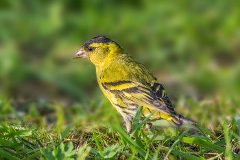 Чижик. / Чиж (лат. Carduelis spinus) — один из видов певчих птиц из семейства вьюрковых, отряда воробьинообразных. Распространён в Евразии, как правило, в хвойных лесах. Длина тела составляет около 12 см, весит 12—14 г.