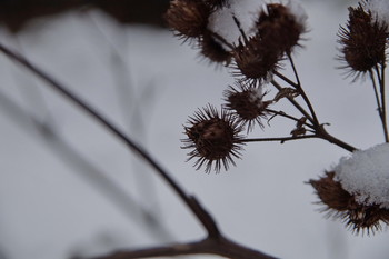 Коронавирус - смерть планеты всей / Коронавирус - смерть планеты всей