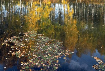 Листопад / Осень в этом году порадовала своими красками и поздним листопадом