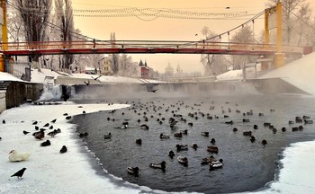 В полынье, в мороз птицы зимуют в городе / В полынье, в мороз птицы зимуют в городе