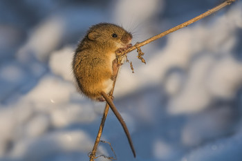 Мышь малютка. / Мышь малютка (лат. Micromys minutus) — единственный вид рода мышей-малюток из семейства мышиных. Самый мелкий из грызунов в Европе и одно из самых мелких млекопитающих на Земле. Длина тела 5—7 см, хвоста — до 6 см; общая длина достигает максимум до 13 сантиметров; взрослый самец весит 7—10 граммов, а новорождённая мышка — неполный грамм.
