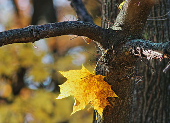 Прощание со старым деревом... / Осеннее настроение...