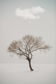 Зима / Дерево, снег