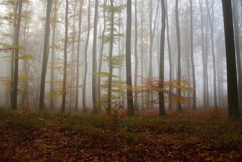 Туманное утро.. / Осенний лес . Зарисовка .