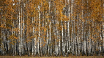 Стройные берзки. / Золотая осень в березовом лесу.