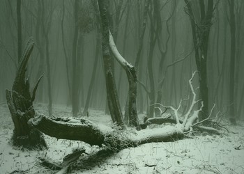 Туманное утро / Зимний лес