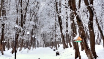 В заснеженном парке / В заснеженном парке