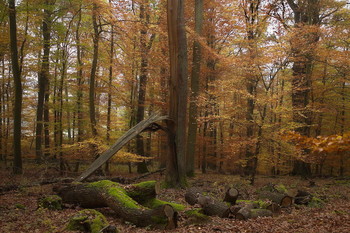 Когда была осень.. / Осенний лесной пейзаж.Зарисовка .