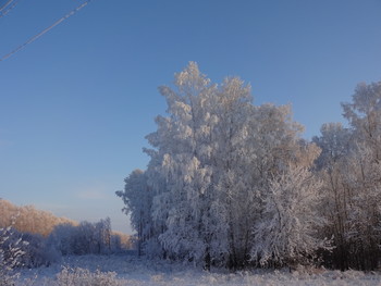 Снежные кружева Сибири. / Зимний лес перед закатом.