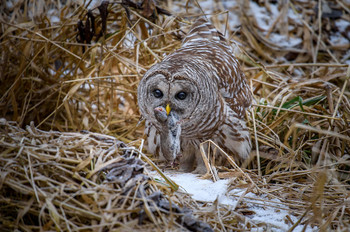 Barred Owl (Strix varia) / Пёстрая неясыть