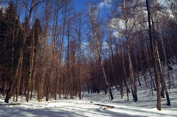 заказник Мозырские овраги / зима в лесу