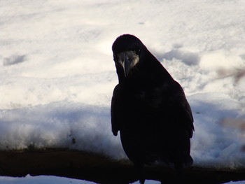 портрет / черный ворон