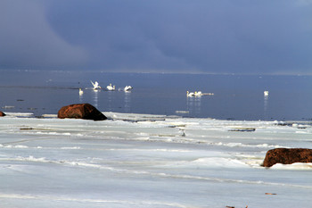 Финский залив / Льды март