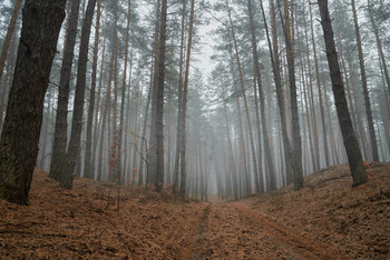 Туман в сосоновом лесу / Осень 2020.