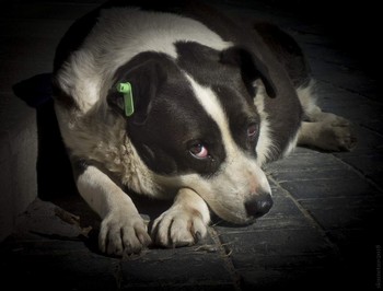 Лики бездомности / Бездомная стерилизованная собака, Нижний Новгород