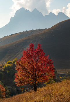 Осеннее дерево / Из серии «Сюжеты Ингушетии».
Осень, 2020 год. 
Фотопроект «Кавказ без границ».